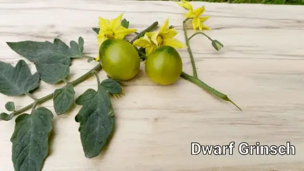 Tomaten: Dwarf Grinch