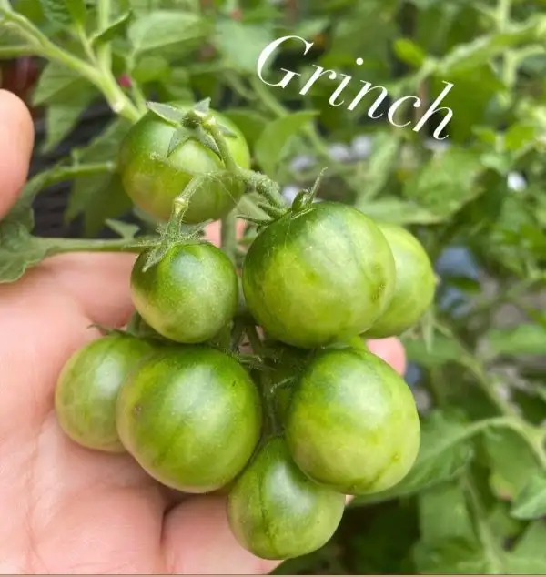 Tomaten: Dwarf Grinch