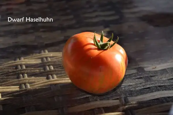 Tomaten: Dwarf Haselhuhn