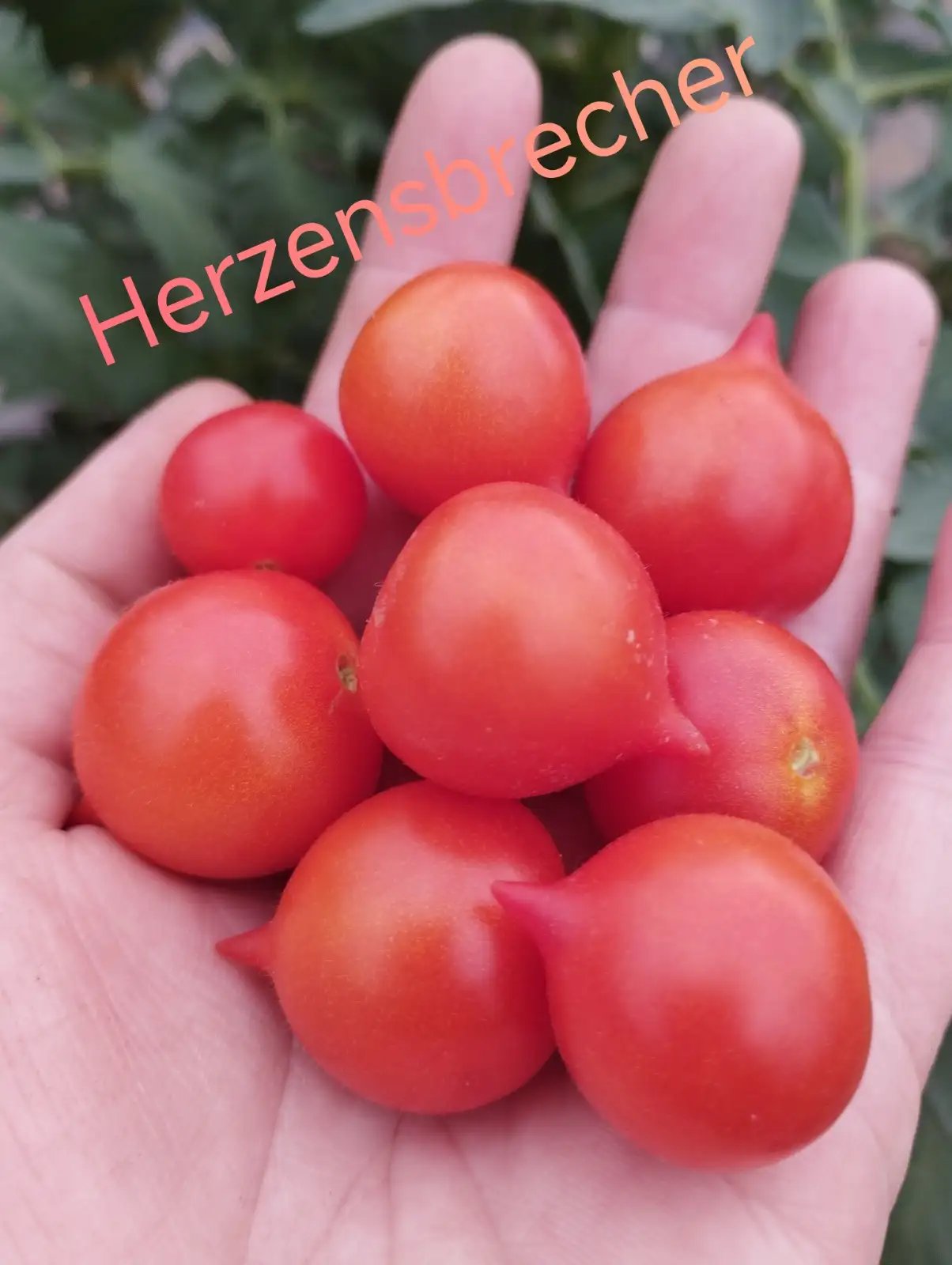 Tomaten: Dwarf Herzensbrecher