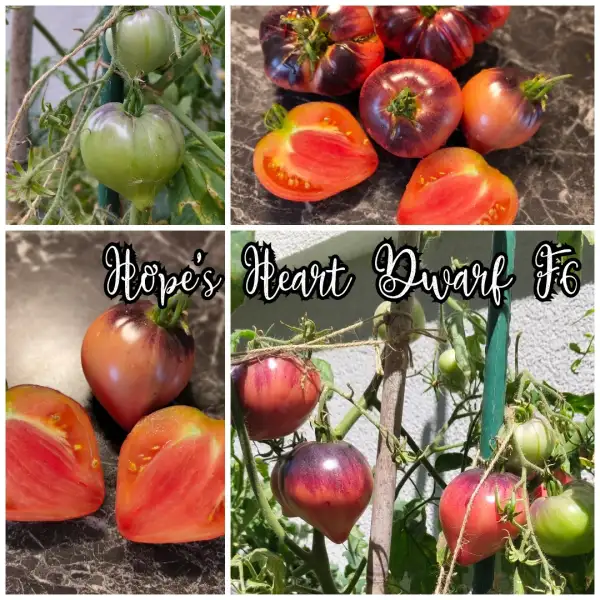 Tomaten: Dwarf Hope