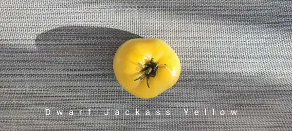 Tomaten: Dwarf Jackass Yellow