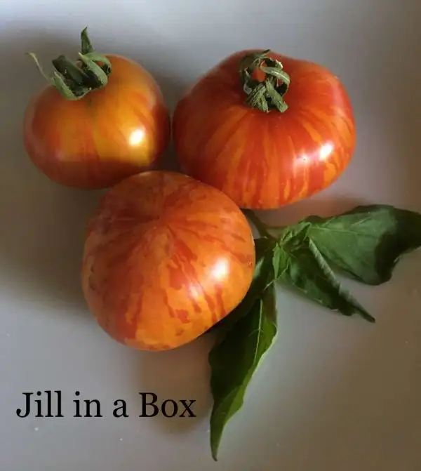 Tomaten: Dwarf Jill in a Box panaschiert