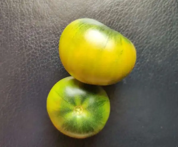 Tomaten: Dwarf Kelly Green