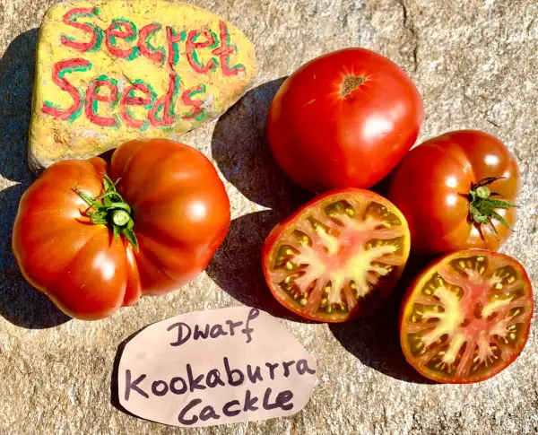 Tomaten: Dwarf Kookaburra Cackle