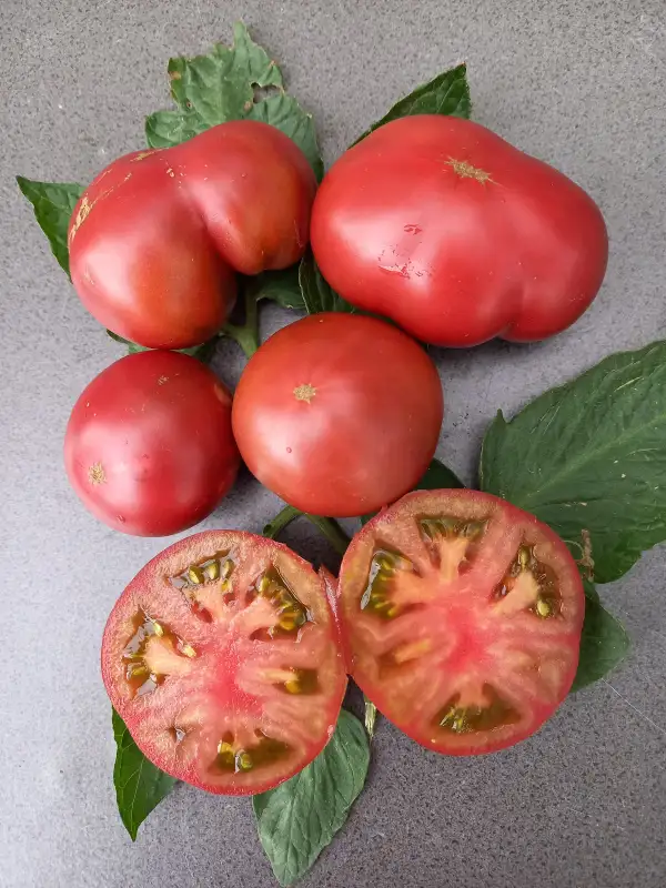 Tomaten: Dwarf Kookaburra Cackle