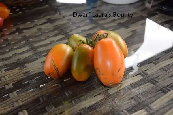 Tomaten: Dwarf Laura