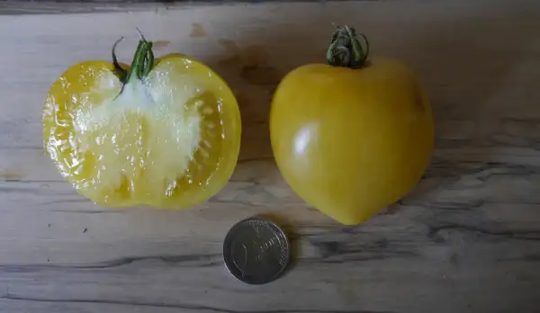 Tomaten: Dwarf Lemon Ice