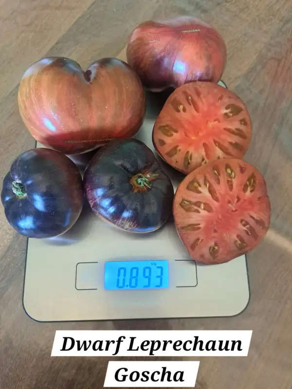 Tomaten: Dwarf Leprechaun Goscha