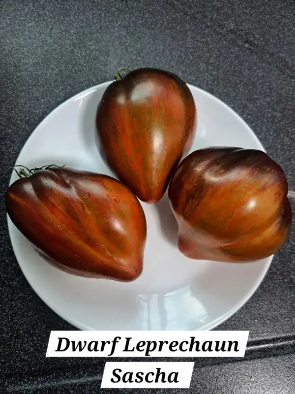Tomaten: Dwarf Leprechaun Sascha
