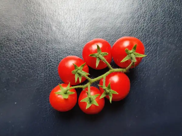 Tomaten: Dwarf Linda