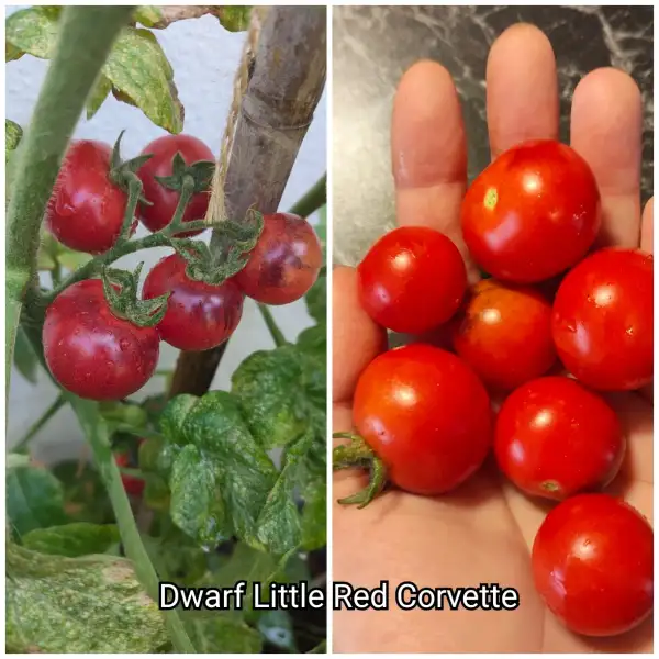 Tomaten: Dwarf Little Red Corvette