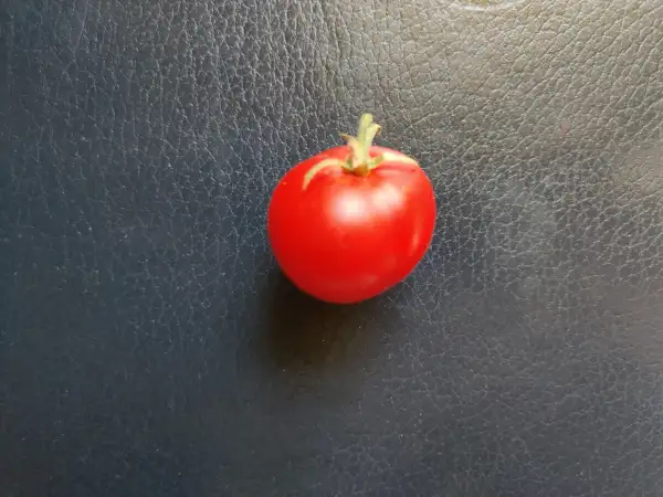 Tomaten: Dwarf Lucky Leprechaun