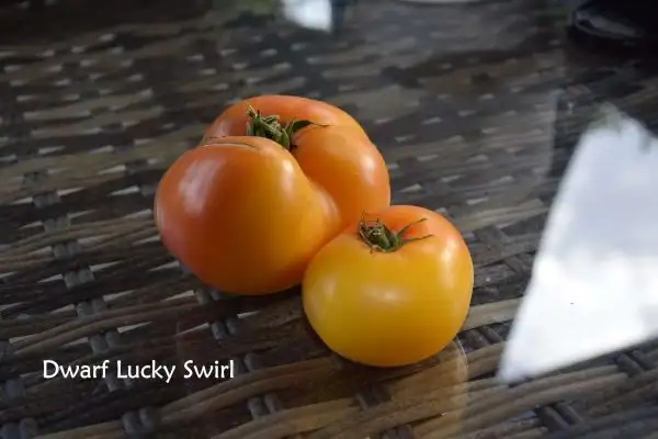 Tomaten: Dwarf Lucky Swirl