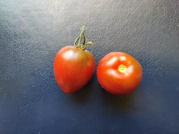 Tomaten: Dwarf Mahogany