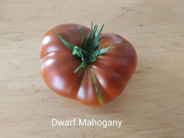 Tomaten: Dwarf Mahogany