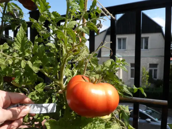 Tomaten: Dwarf Mahogany ( Kat# 2153 )