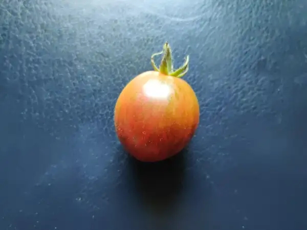 Tomaten: Dwarf Maritime Bells