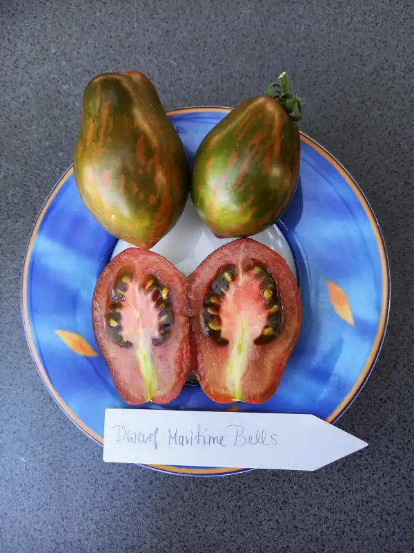 Tomaten: Dwarf Maritime Bells
