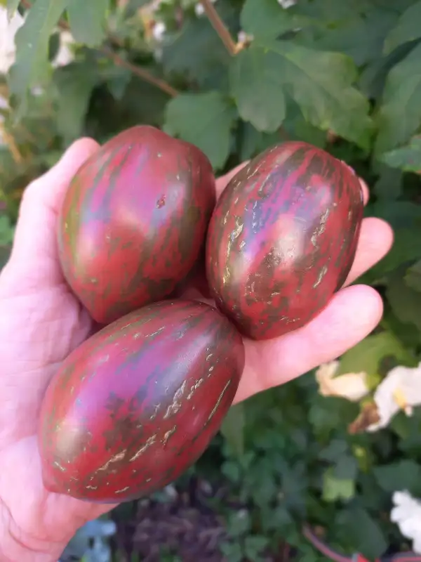 Tomaten: Dwarf Maritime Bells