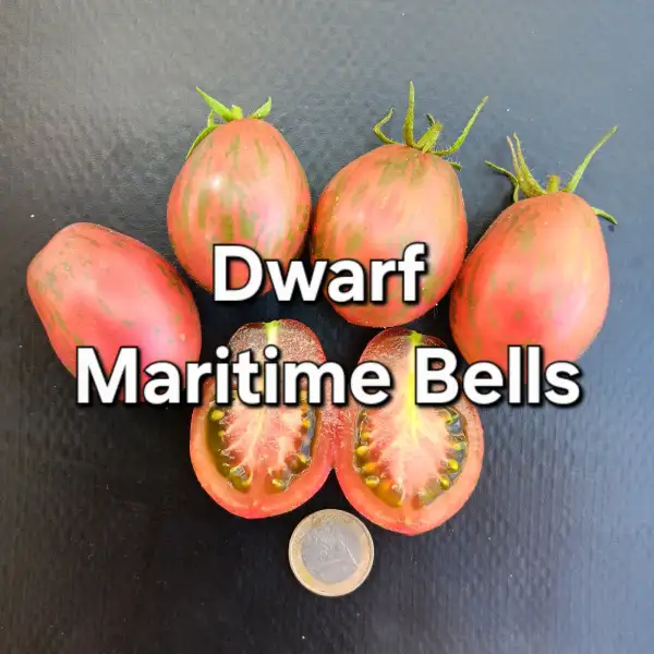 Tomaten: Dwarf Maritime Bells