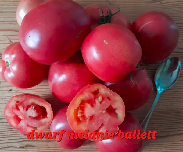 Tomaten: Dwarf Melanie Ballett