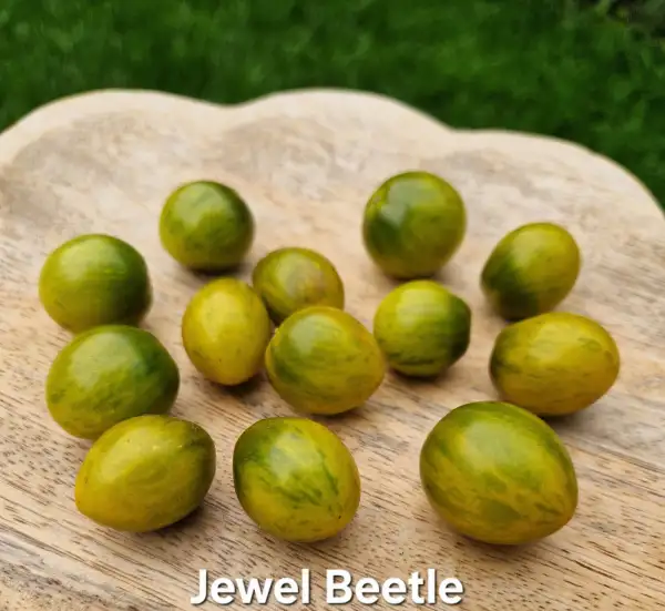 Tomaten: dwarf micro Jewel Beetle