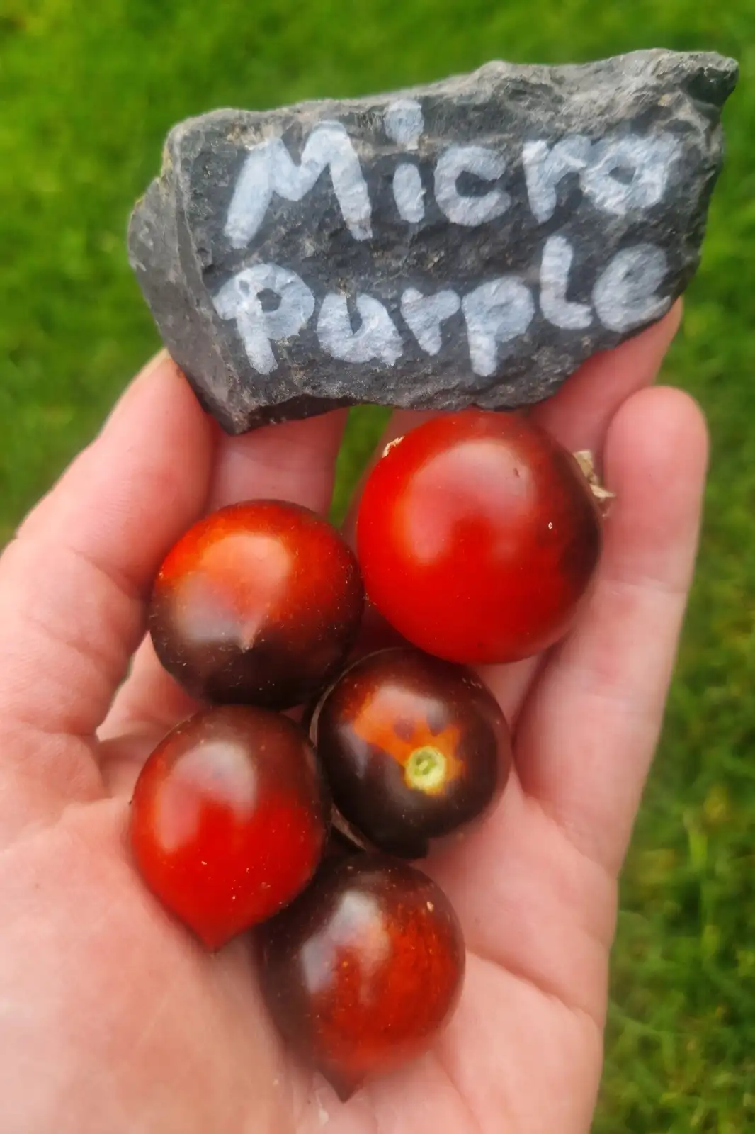 Tomaten: Dwarf micro Purple