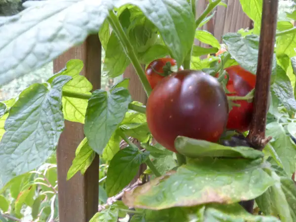 Tomaten: Dwarf Mocha Cherry ( Kat# 2907 )