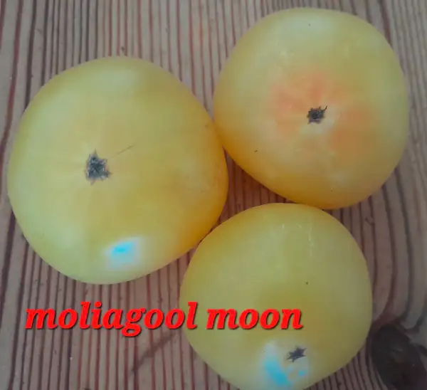 Tomaten: Dwarf Moliagool Moon
