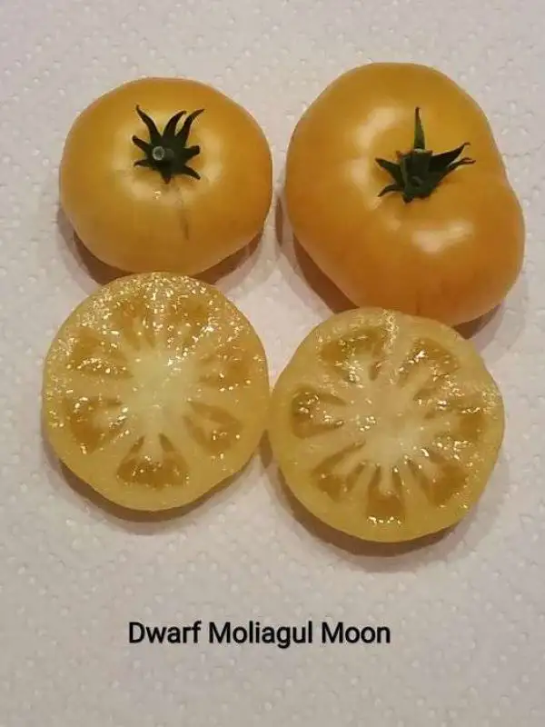 Tomaten: Dwarf Moliagul Moon