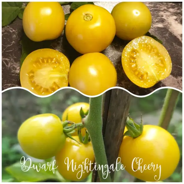 Tomaten: Dwarf Nightingale Cherry
