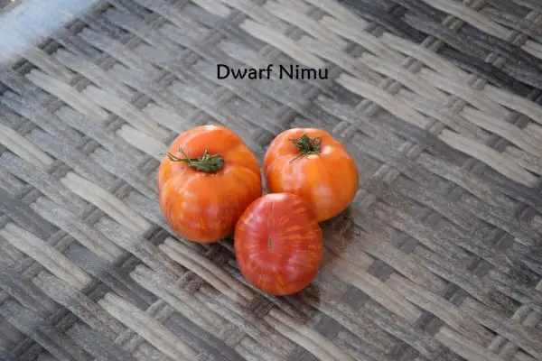 Tomaten: Dwarf Nimu