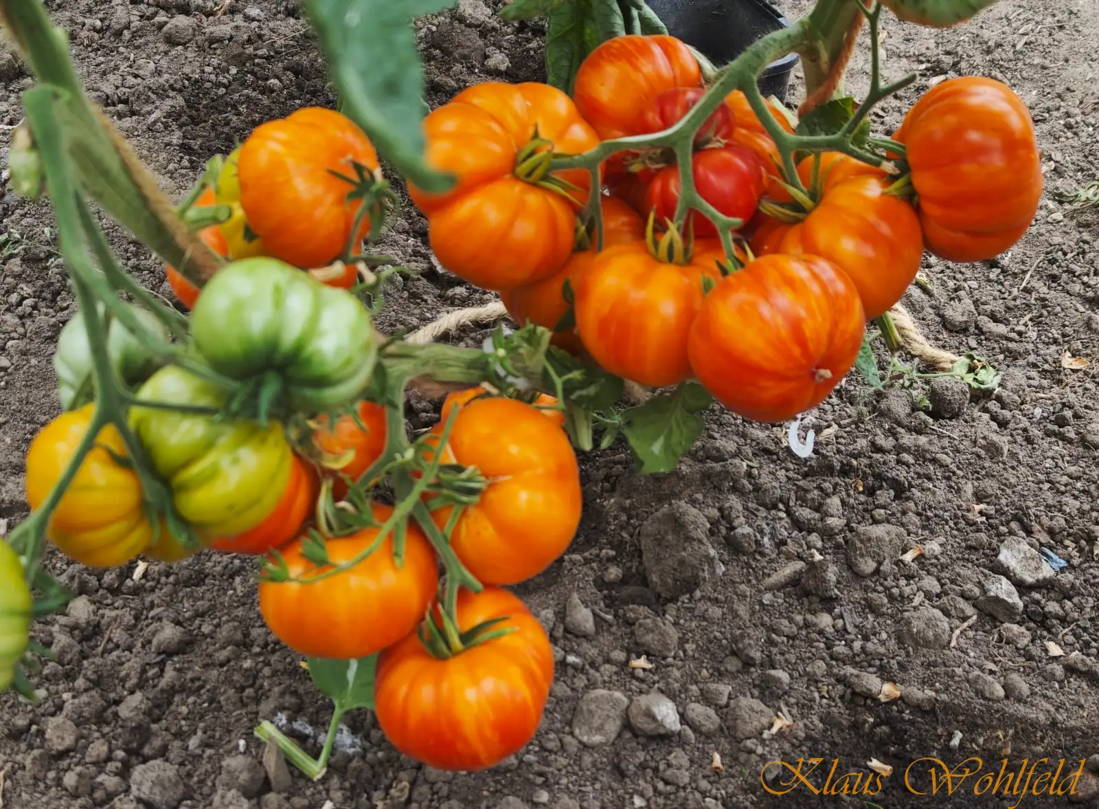 Tomaten: Dwarf Nimu (panaschiert)