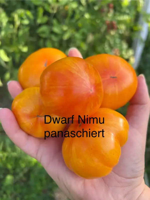 Tomaten: Dwarf Nimu (panaschiert)
