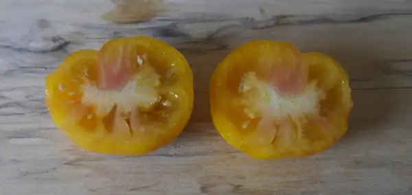 Tomaten: Dwarf Nimu (Variegated)