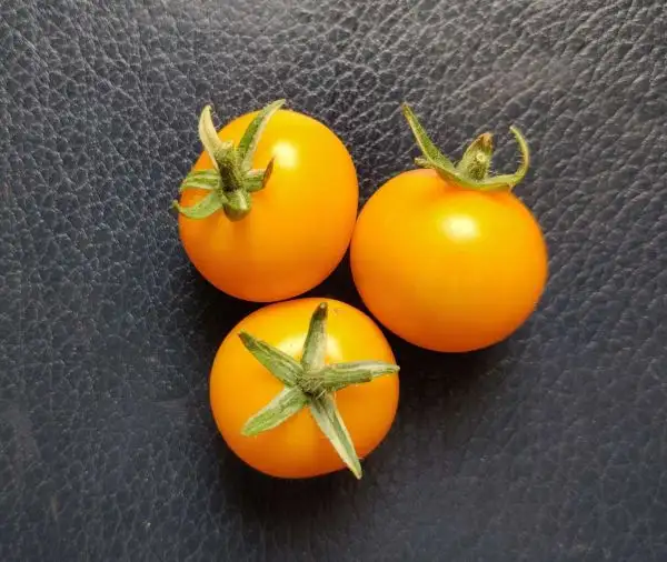 Tomaten: Dwarf Orange Cherry