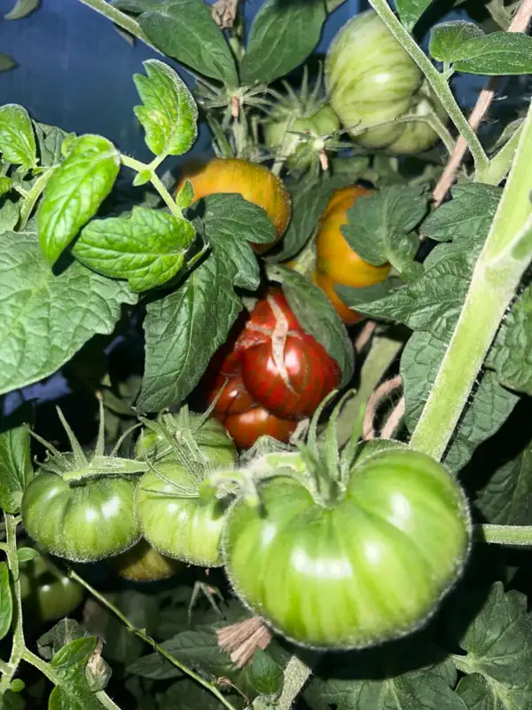 Tomaten: Dwarf Orion‘s Belt