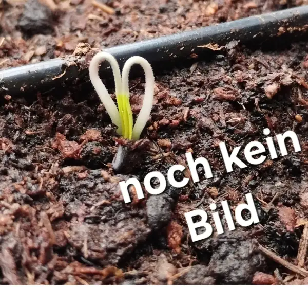 Tomaten: Dwarf Paulinchen