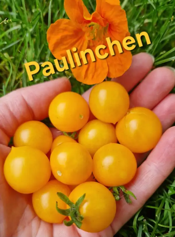 Tomaten: Dwarf Paulinchen
