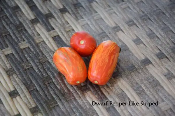 Tomaten: Dwarf Pepper Like Striped