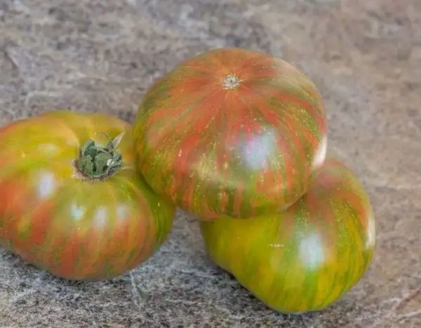 Tomaten: Dwarf Peppermint Stripes