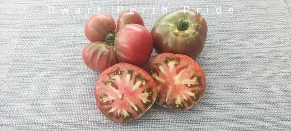 Tomaten: Dwarf Perth Pride