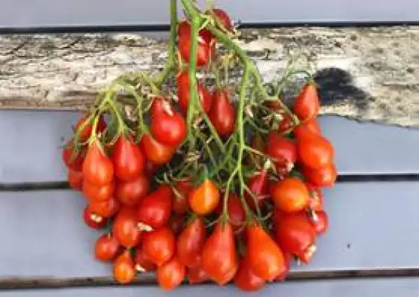Tomaten: Dwarf Pink Garland