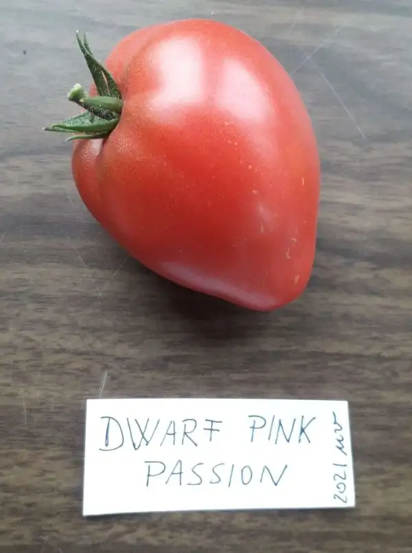 Tomaten: Dwarf Pink Passion