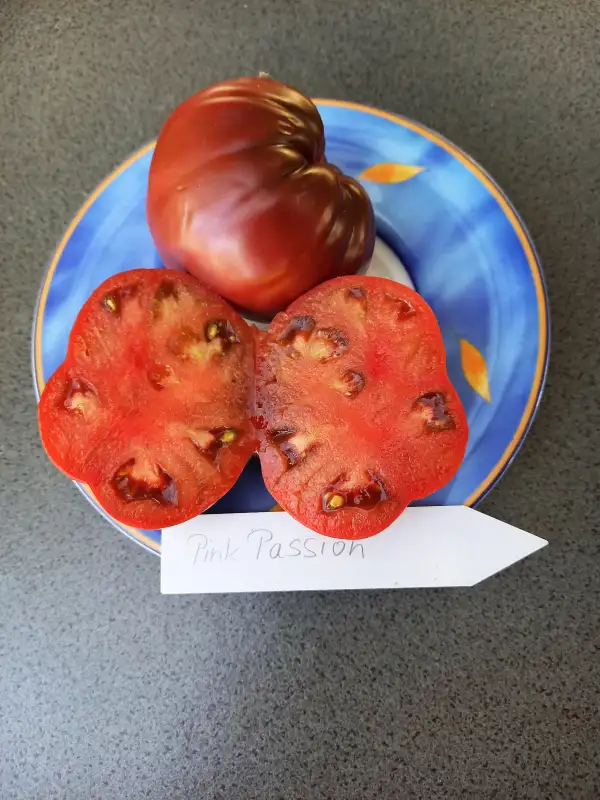 Tomaten: Dwarf Pink Passion