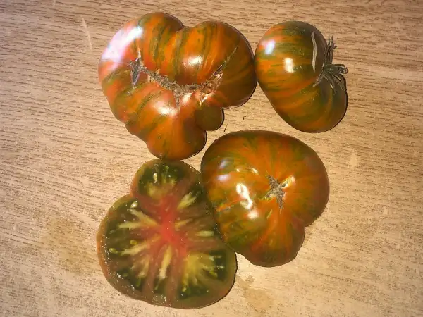 Tomaten: Dwarf Pit Viper