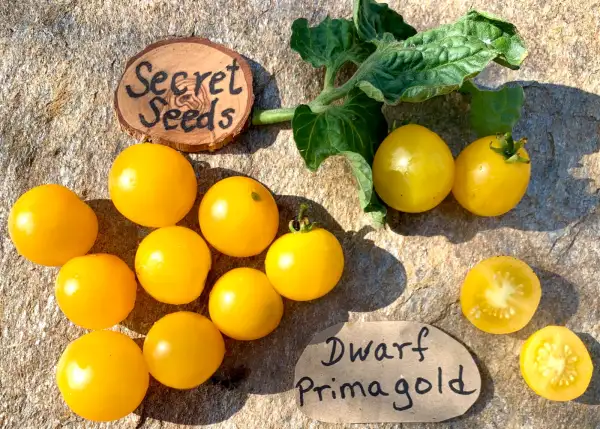 Tomaten: Dwarf Primagold