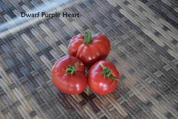 Tomaten: Dwarf Purple Heart