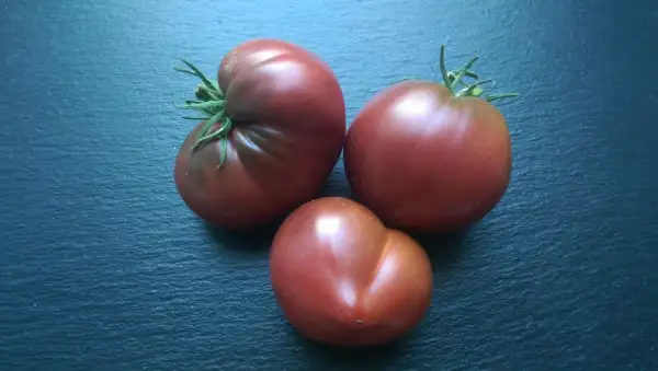 Tomaten: Dwarf Purple Heart